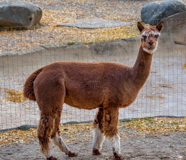 Alpaca