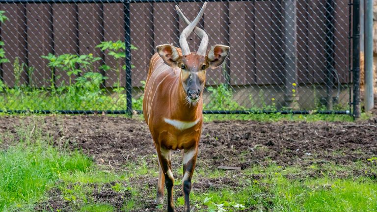 Eastern Bongo