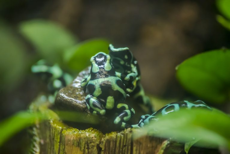 Poison Dart Frog
