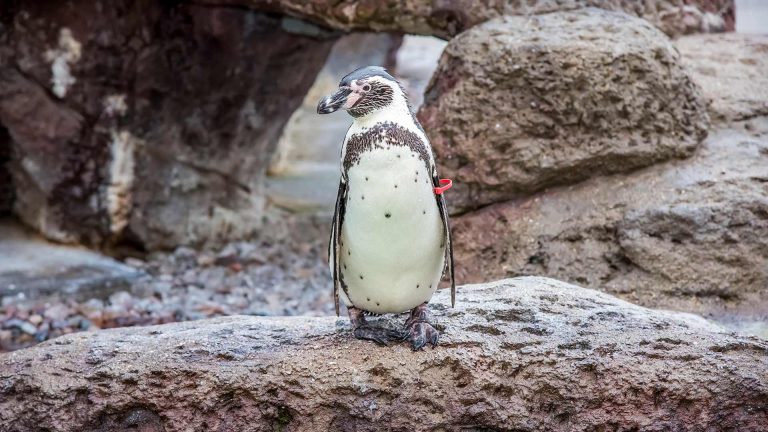 Humboldt Penguin