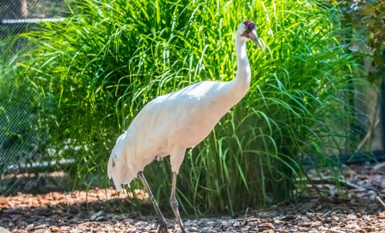 Whooping Crane