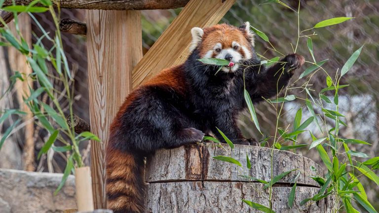 Red Panda
