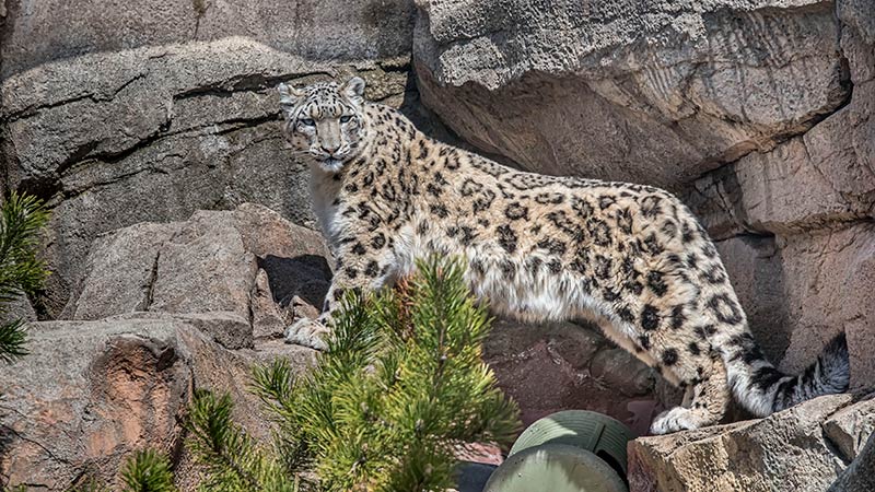Snow Leopard