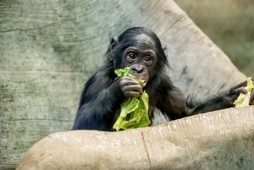 Bonobo