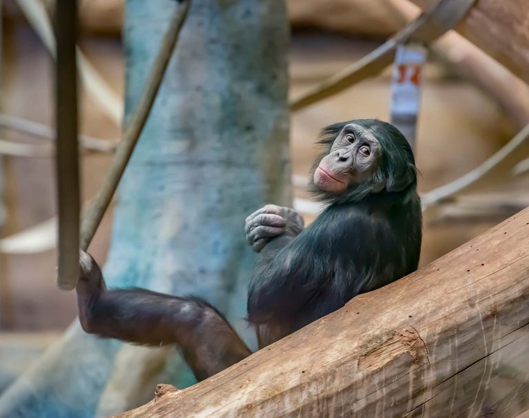 Bonobo