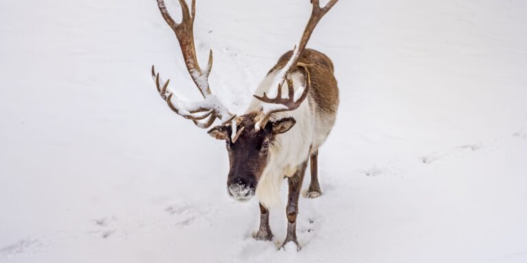 A caribou with very large antlers, standing in the snow