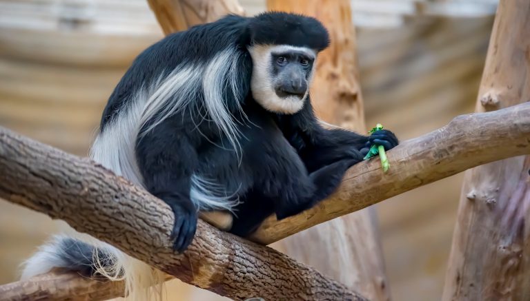 Colobus Monkey