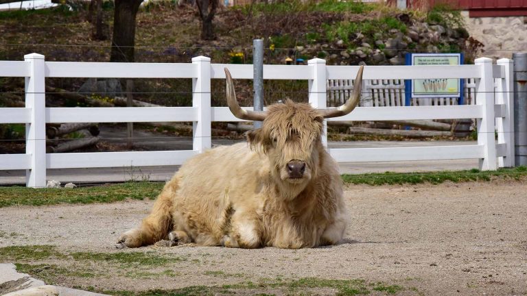 Scottish Highland Cow