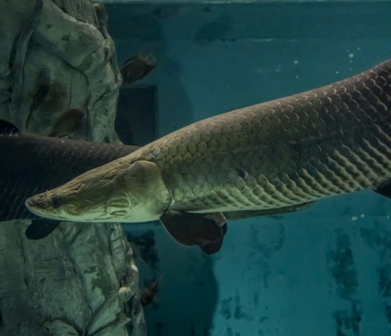 Arapaima