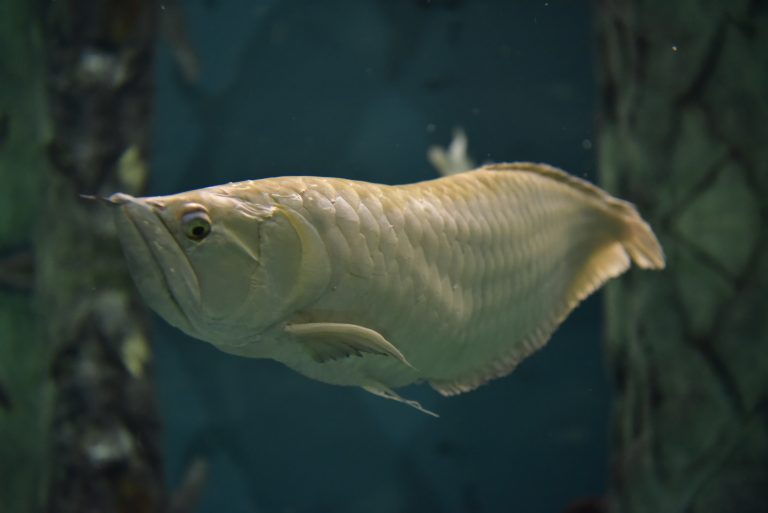 Silver Arowana