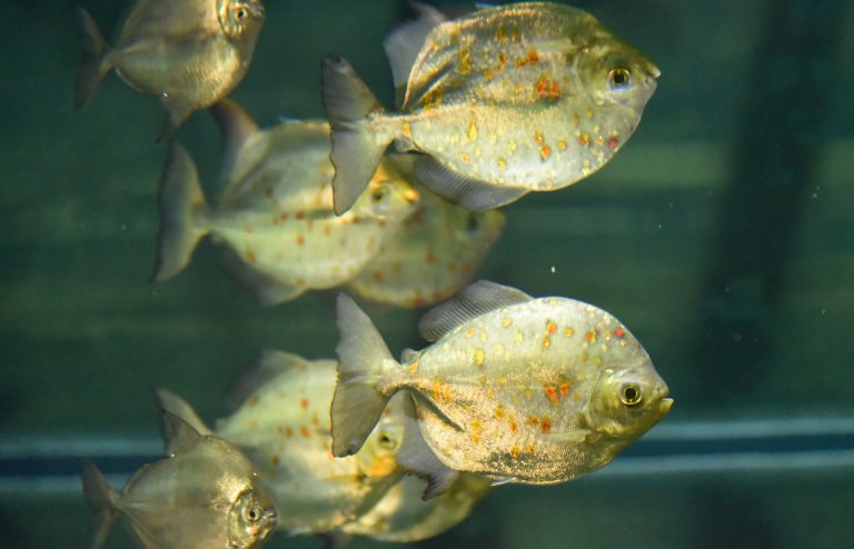 Silver Dollar Fish