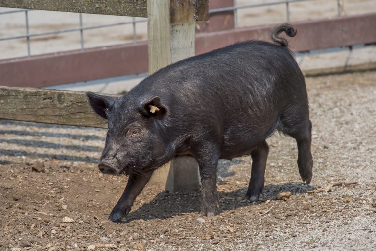 American Guinea Hog