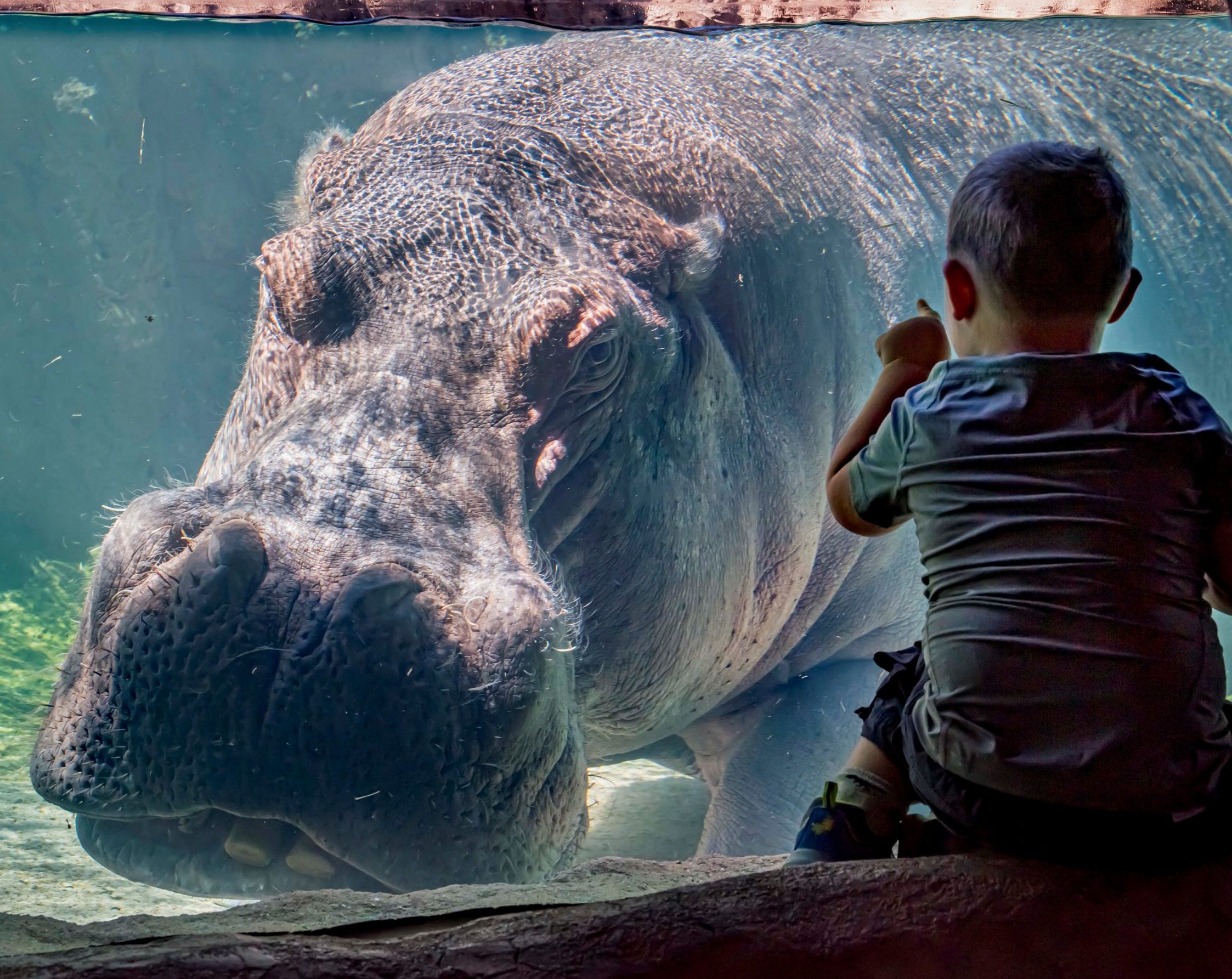 Hippo