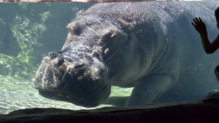 Hippo