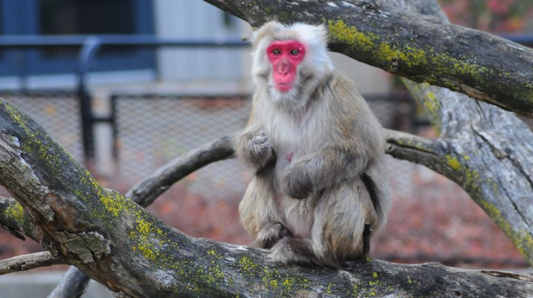 Japanese Macaque