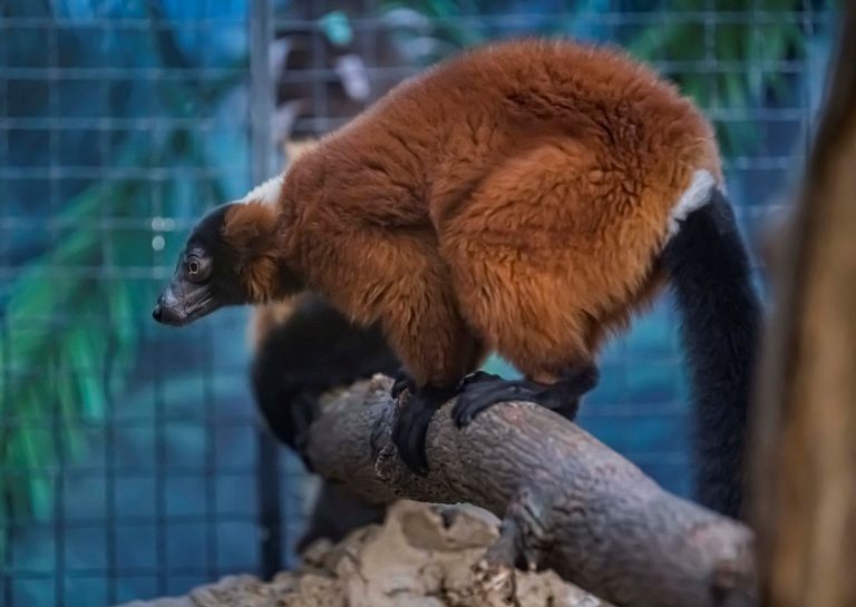 Red Ruffed Lemur