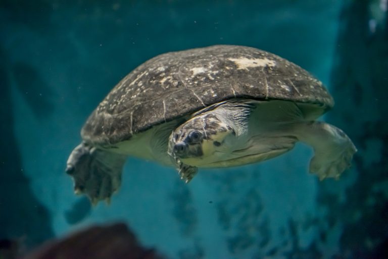 River Turtle