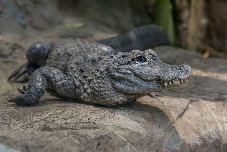 Chinese Alligator