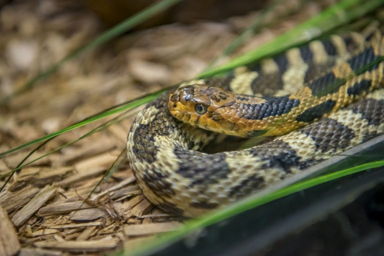 Eastern Fox Snake