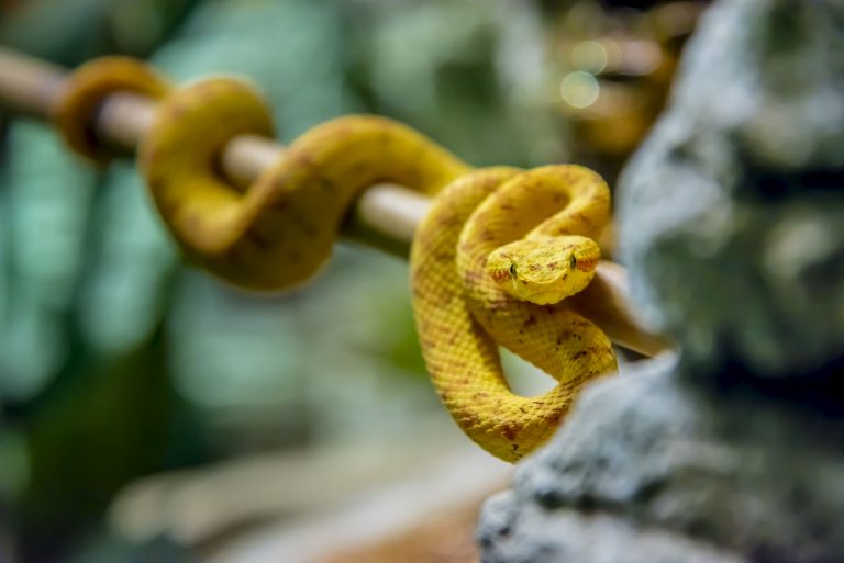 Eyelash Viper