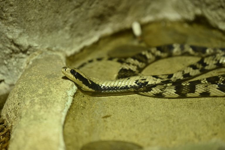 False Water Cobra