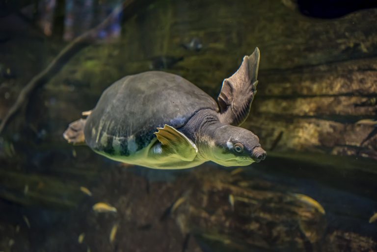 Fly River Turtle