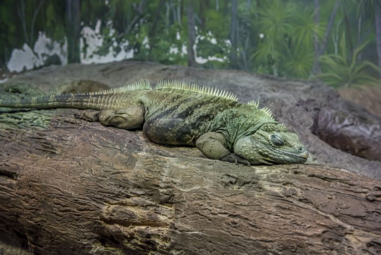 Grand Cayman Blue Iguana