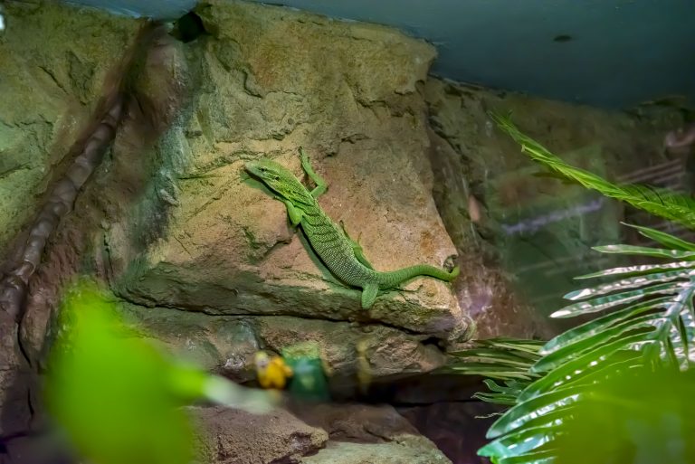 Green Tree Monitor