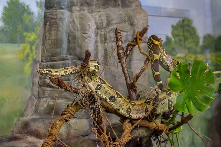 Red Tailed Boa