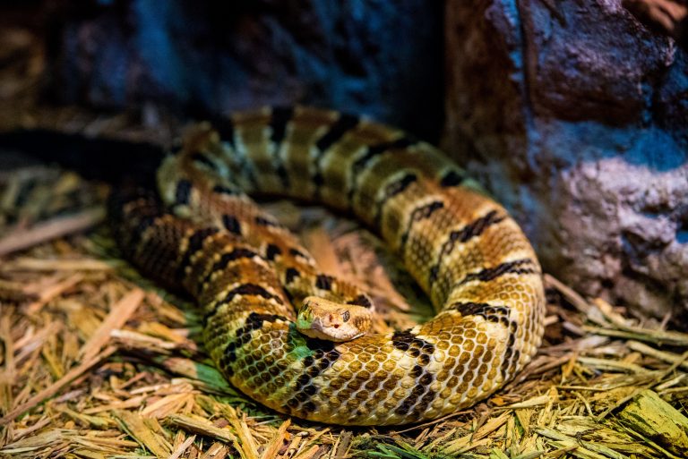 Timber Rattlesnake