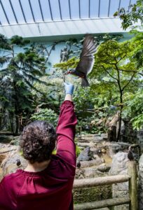 Woman feeding an Inca tern by hand